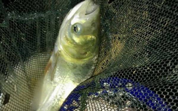 钓鲢鳙用7米2鱼竿还是6米3鱼竿?