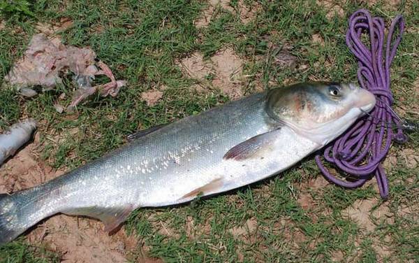 钓鲢鳙用7米2鱼竿还是6米3鱼竿?