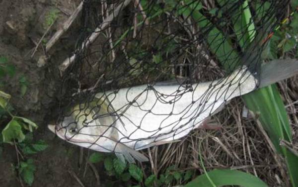 手竿钓鲢鳙子线多长合适?