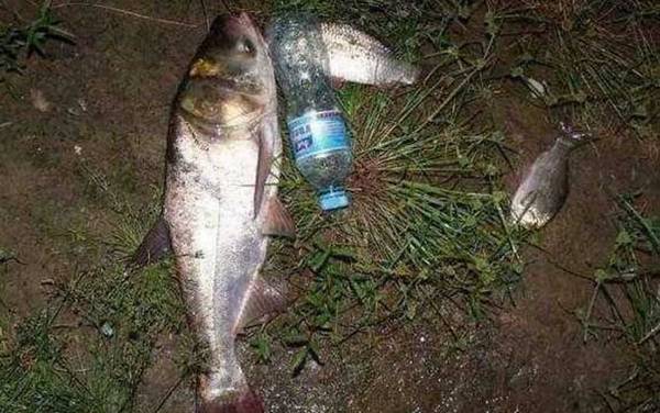 手竿钓鲢鳙子线多长合适?