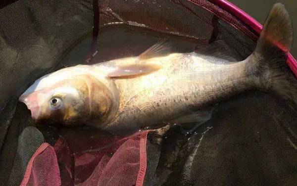 手竿钓鲢鳙子线多长合适?