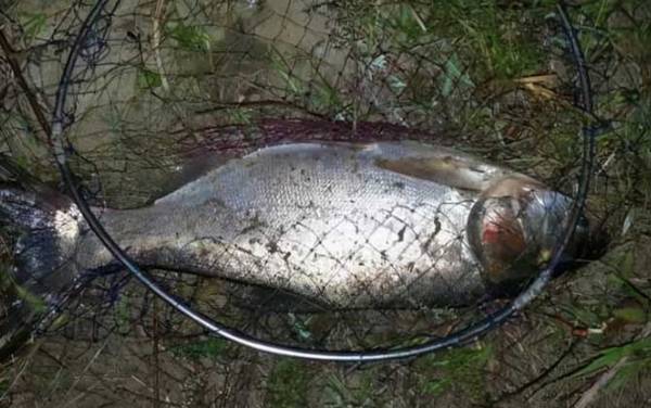 手竿钓鲢鳙双钩距离多少合适?