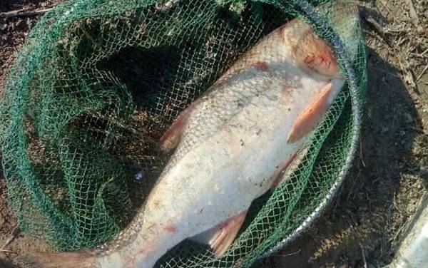 手竿钓鲢鳙吃铅量多少比较好?