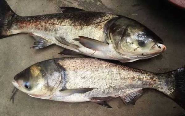 手竿钓鲢鳙用什么浮漂?