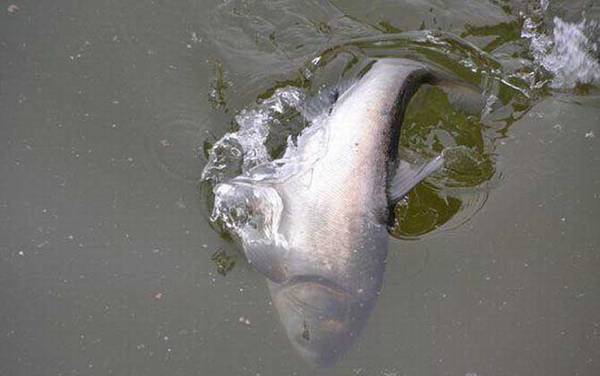 手竿钓鲢鳙用什么鱼钩?