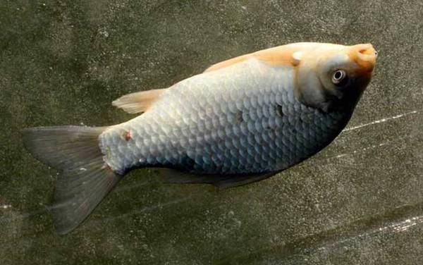 金海夕鱼钩适合钓什么鱼?