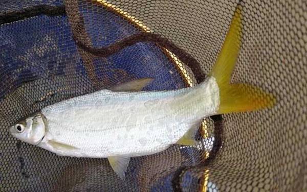 金海夕鱼钩适合钓什么鱼?