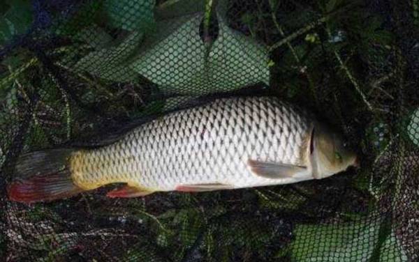 传统钓大鱼用几号线?