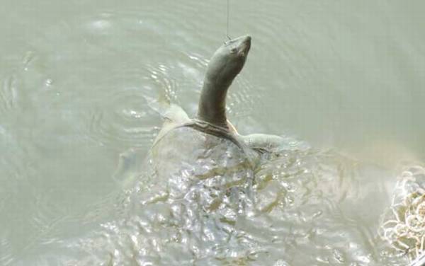 钓甲鱼什么地方下钩好?