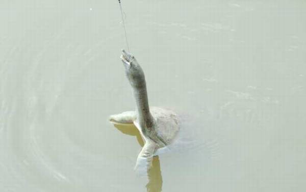 钓甲鱼什么地方下钩好?