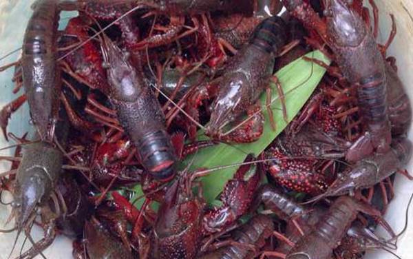 怎么钓龙虾最快?