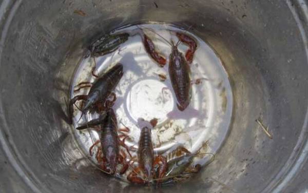 怎么钓龙虾最快?