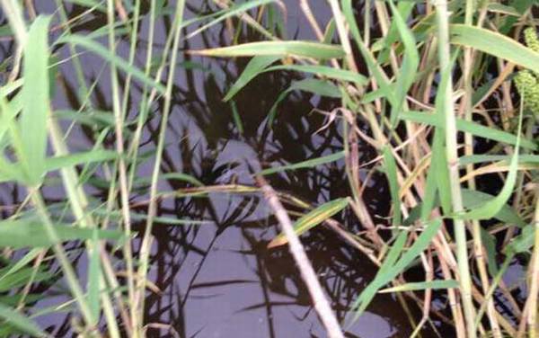 钓龙虾怎么选钓点?