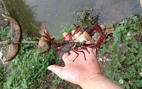 钓龙虾怎么选钓点?