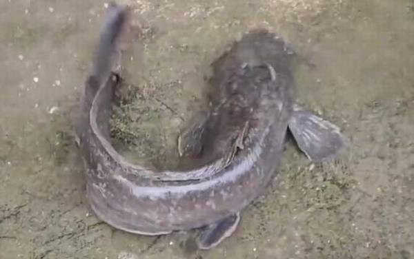 钓鲶鱼怎样打窝最好?