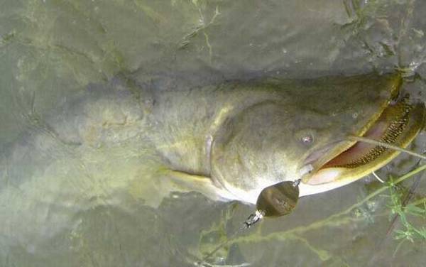 钓鲶鱼怎样打窝最好?