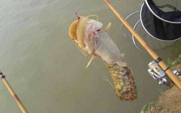白天鲶鱼钓深水还是浅水?