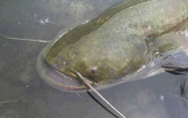 白天鲶鱼钓深水还是浅水?