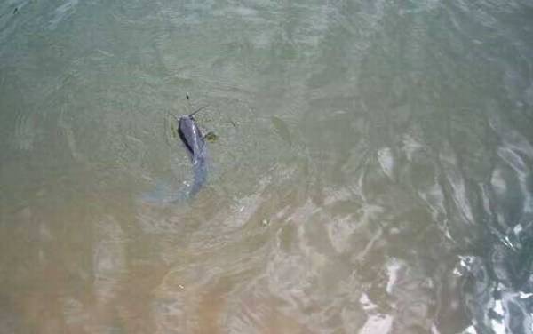 一天中钓鲶鱼最佳时间是什么时候?