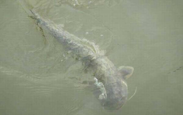 钓鲶鱼提前多久打窝?