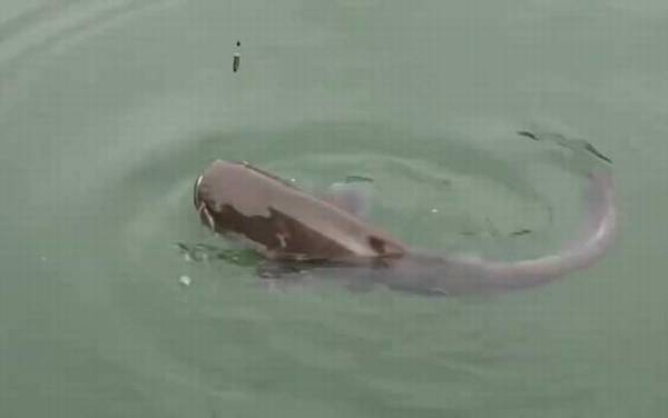 钓胡子鲶什么季节最好?