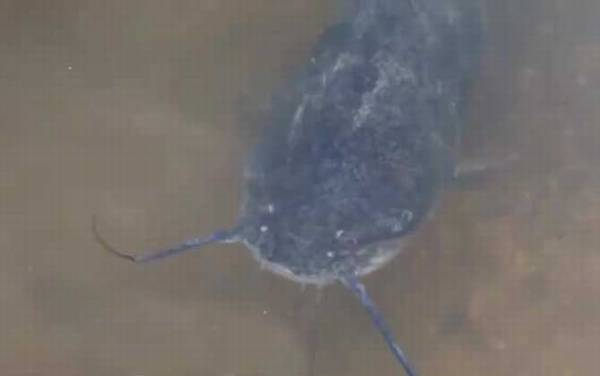 钓胡子鲶什么季节最好?