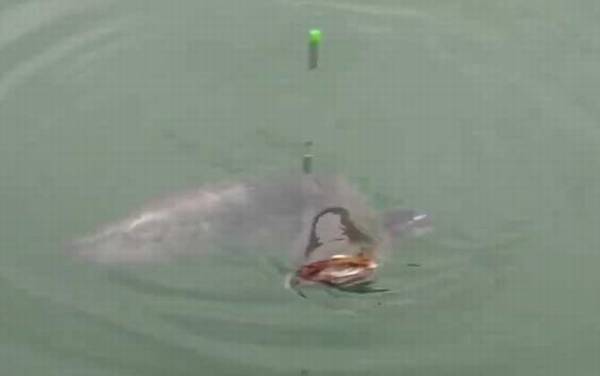 钓胡子鲶什么季节最好?