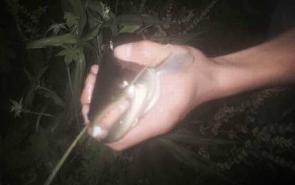 夜钓鲶鱼几点到几点最好?