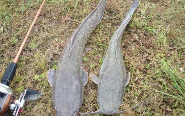 路亚钓鲶鱼的技巧和手法