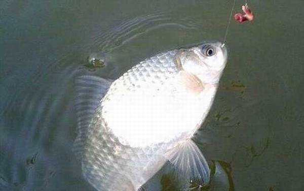 台钓调漂调几钓几目?