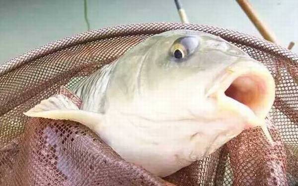 台钓新手如何快速入门?