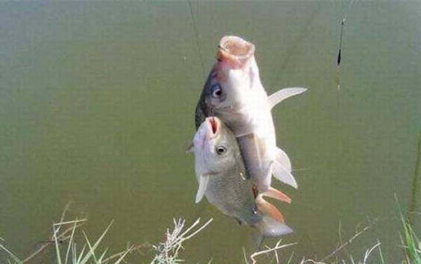 台钓新手如何快速入门?