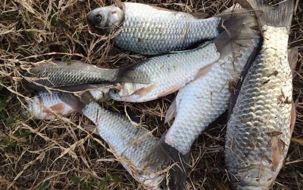 台钓新手如何快速入门?