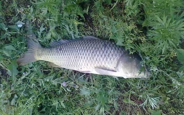 调四钓二是怎么调漂的?