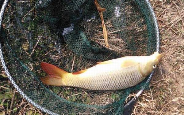 台钓调漂最简单的方法