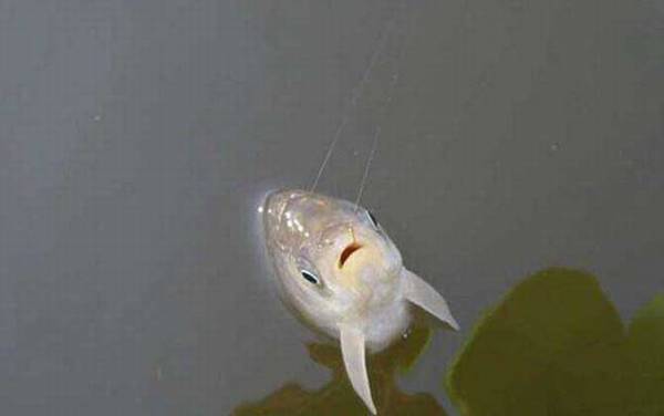 冬季钓鲫鱼实用技巧