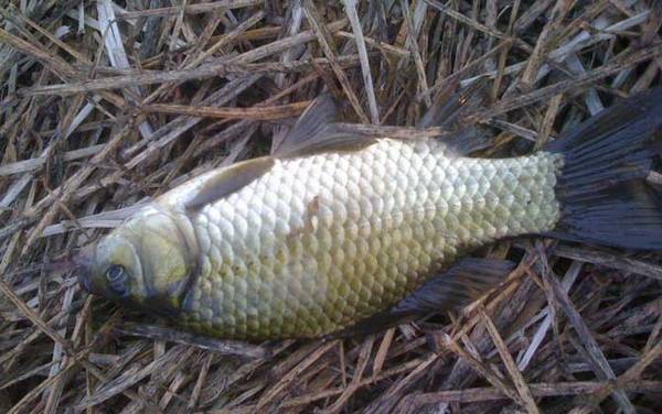 深秋钓鲫鱼有什么技巧?