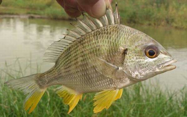 海钓实用技巧大全