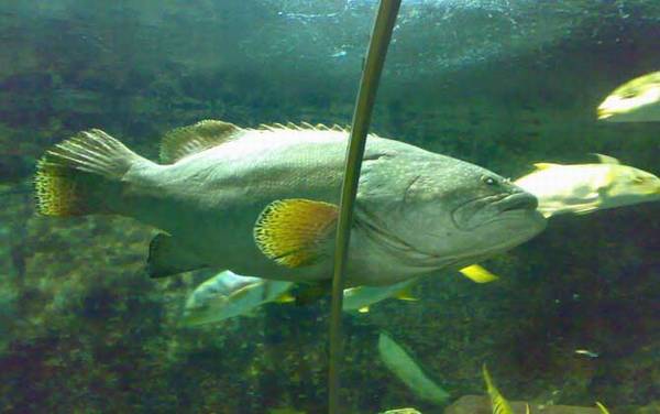 海钓实用技巧大全