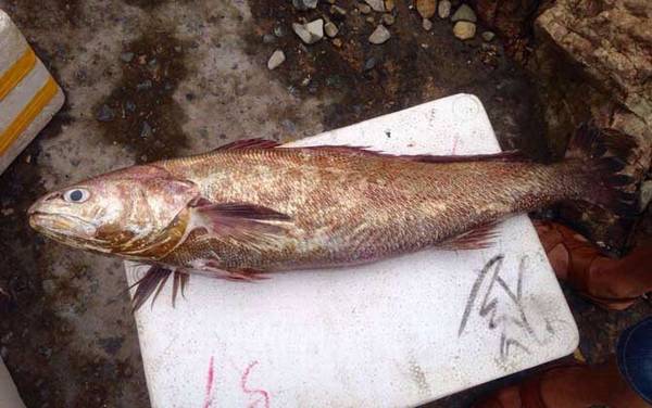 海钓实用技巧大全