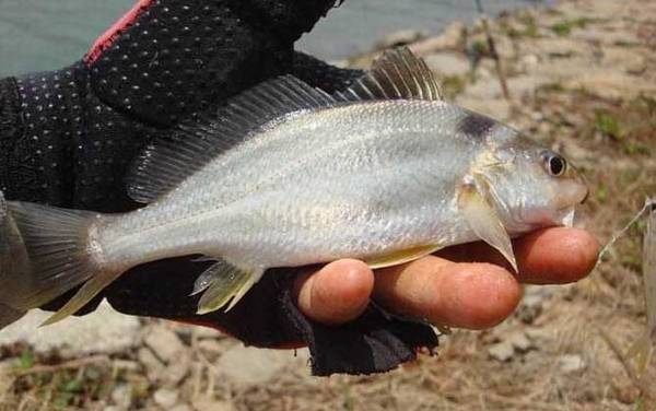 海钓实用技巧大全