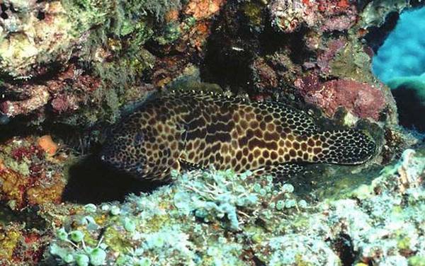 海钓实用技巧大全