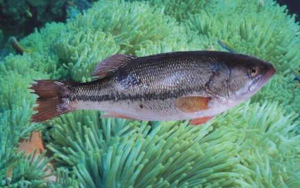 海钓实用技巧大全