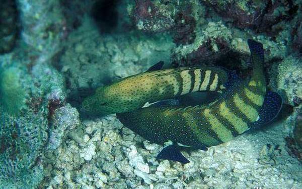 海钓实用技巧大全