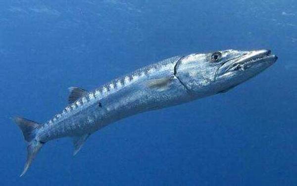 海钓实用技巧大全