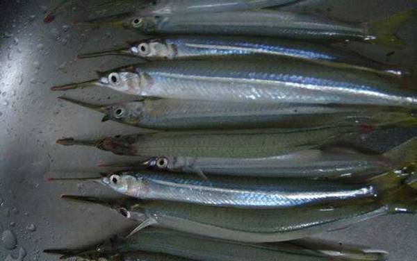 海钓实用技巧大全