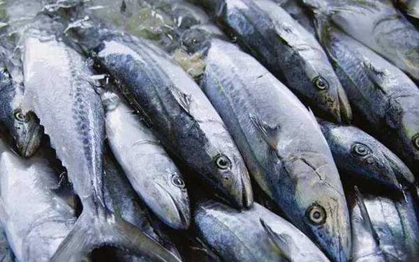 海钓实用技巧大全