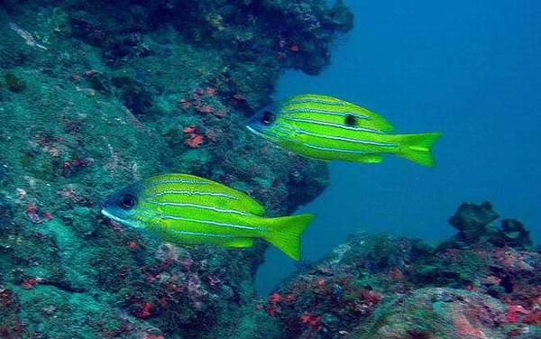 海钓实用技巧大全