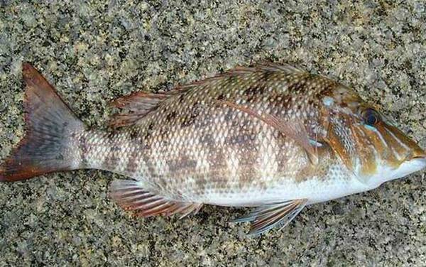 海钓实用技巧大全