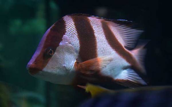 海钓实用技巧大全